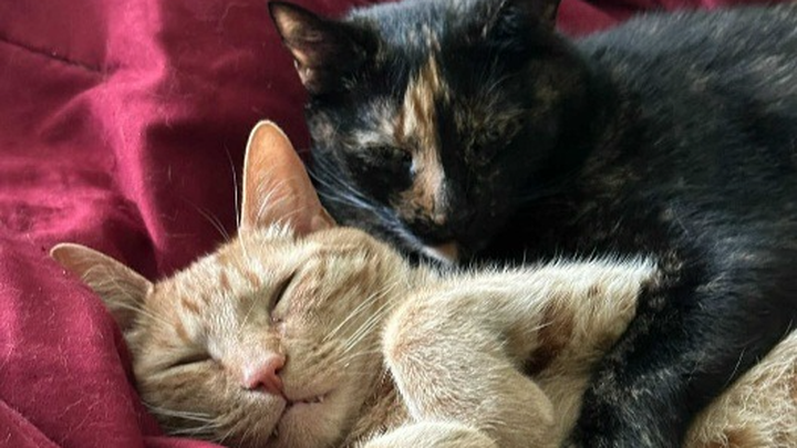 Assist Maria in Caring for her Furbabies campaign photo, 1 of 7