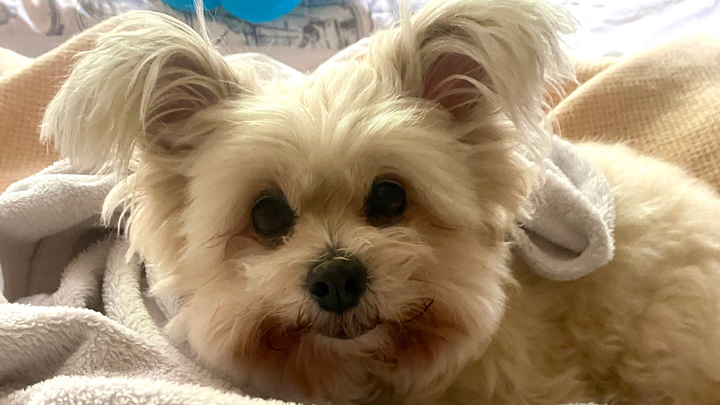 Urgent help for Tommy’s surgery campaign photo, 1 of 8