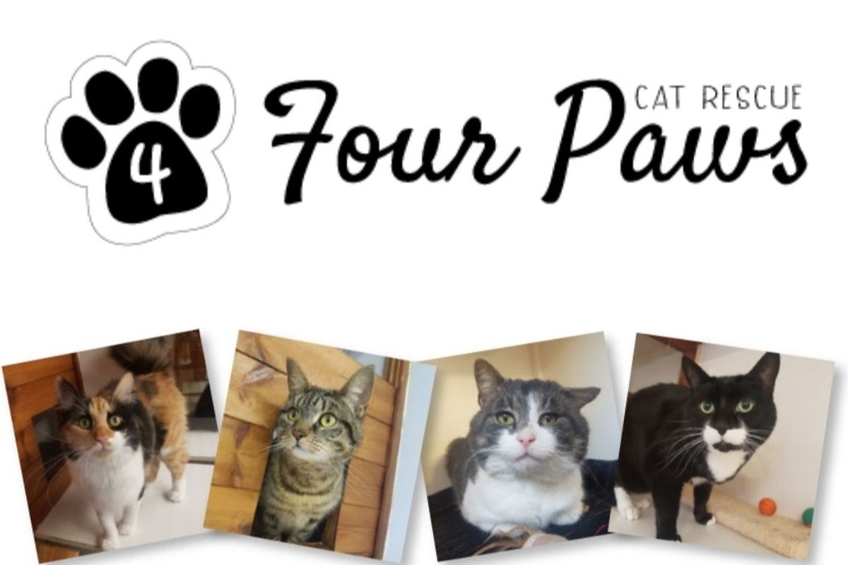 Four Paws Cat Rescue Home Facebook