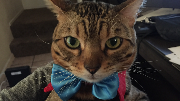 Support for Houdini’s Emergency Vet Bills campaign photo, 1 of 8