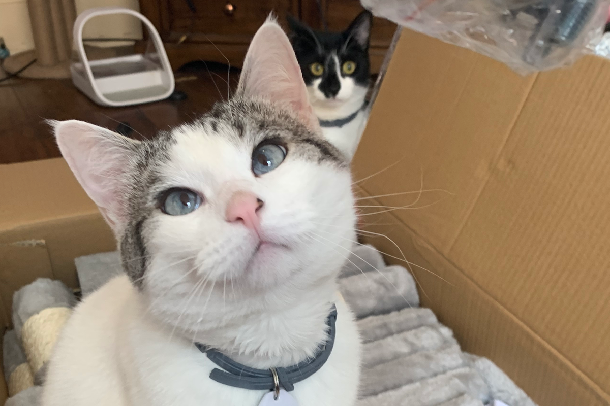 Fundraiser by Chloe Baker : Help Ayako get emergency vet treatment