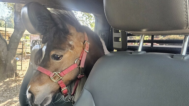 Save Miracle: Urgent Colic Surgery Fund campaign photo, 1 of 6