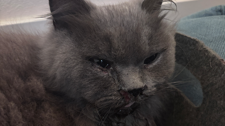 Care for Туча’s Urgent Medical Needs campaign photo, 1 of 4