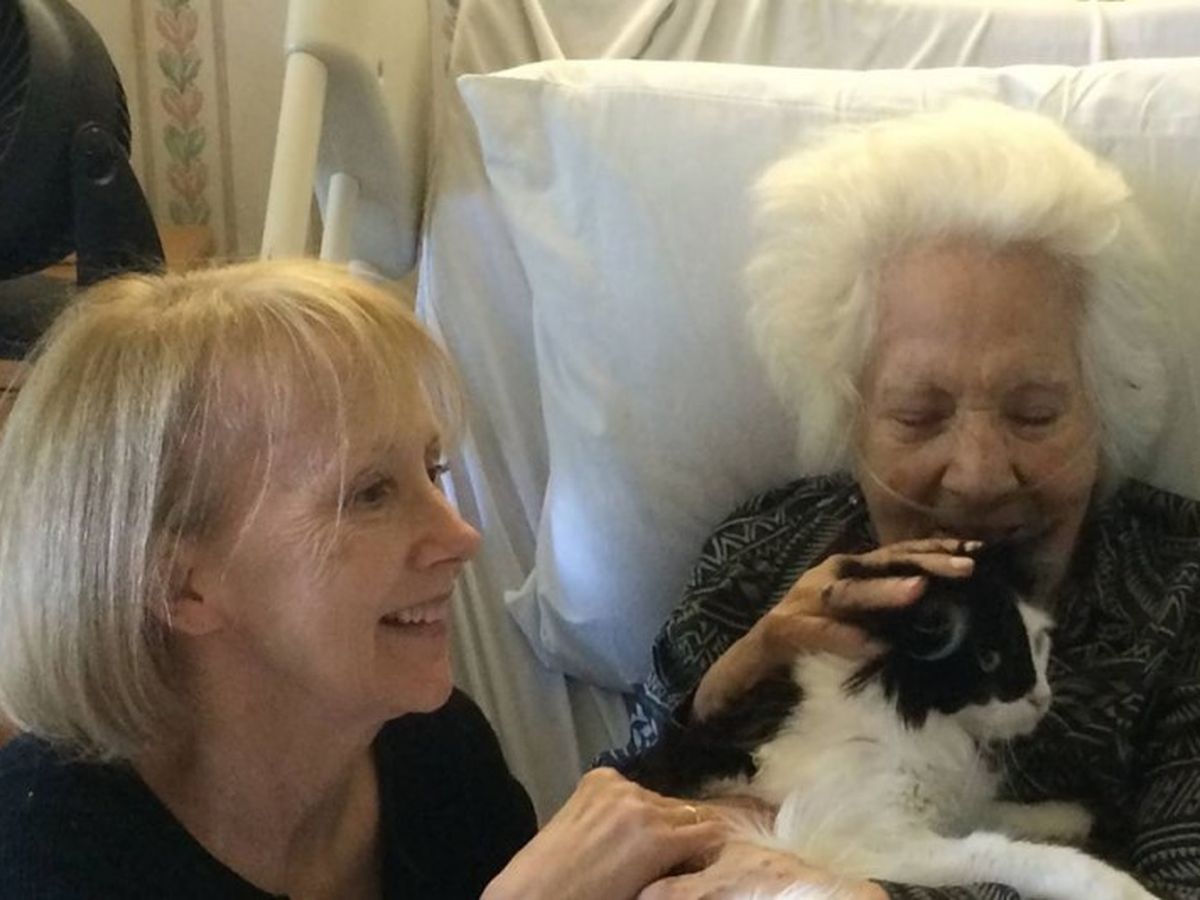 Urgent Need for Service Cat Expense campaign photo, 1 of 3