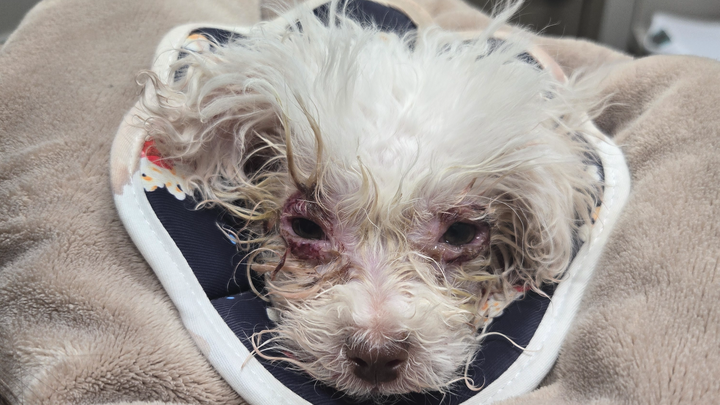 Help Support Our Puppy Luffy campaign photo, 1 of 8