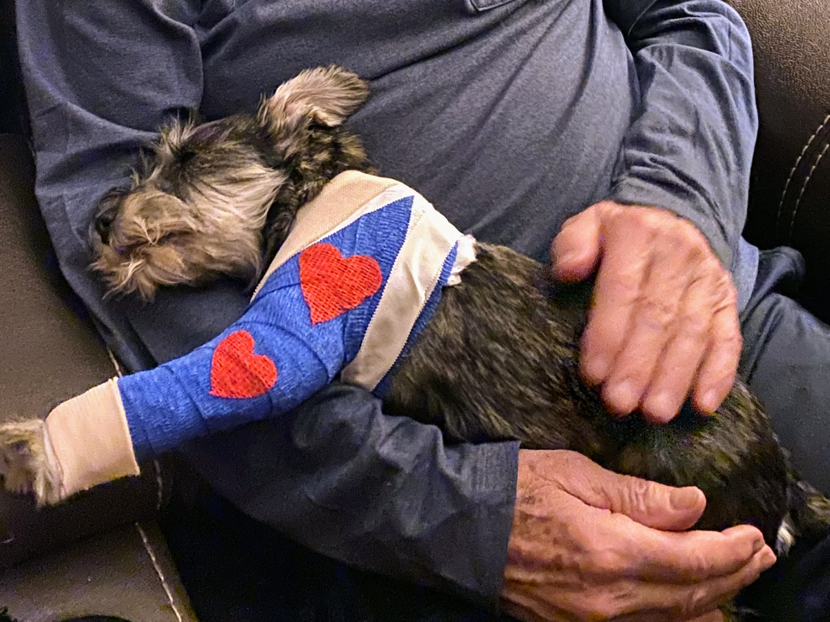 Bogey – Adopt a Homeless Animal Rescue, image size:1200x900