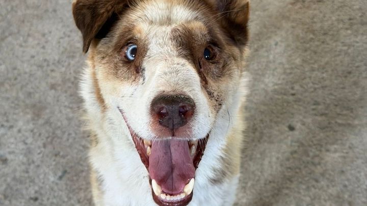 Help Us Cover Skye’s Ongoing Veterinary Care campaign photo, 1 of 8