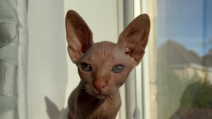 Little Whiskers Rescue Fundraiser campaign photo, 1 of 3