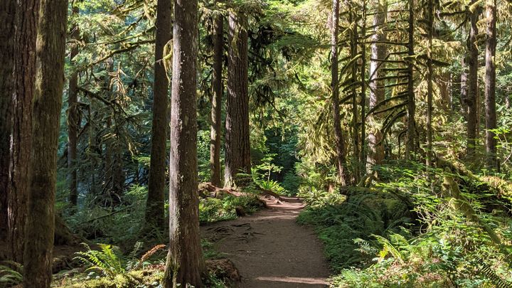 Help us launch Portland Outdoor Explorers campaign photo, 1 of 2