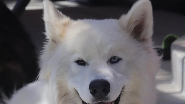 Support Krypto's Cancer Treatment Journey campaign photo, 1 of 4