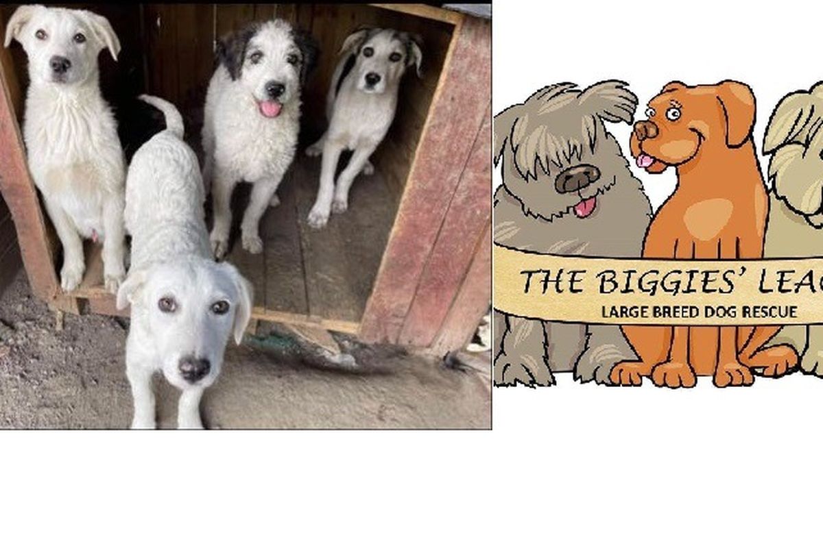 Fundraiser For Jamie Hadingham By Biggies League The Biggies League Dog Rescue Needs You