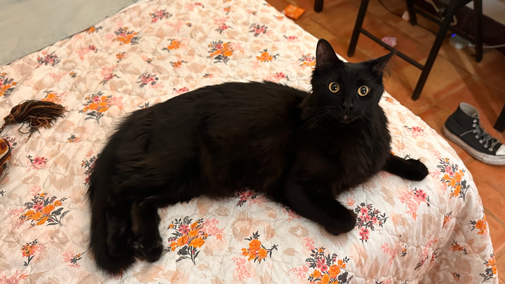 Help My 3yo Cat Survive Urinary Blockage campaign photo, 1 of 8
