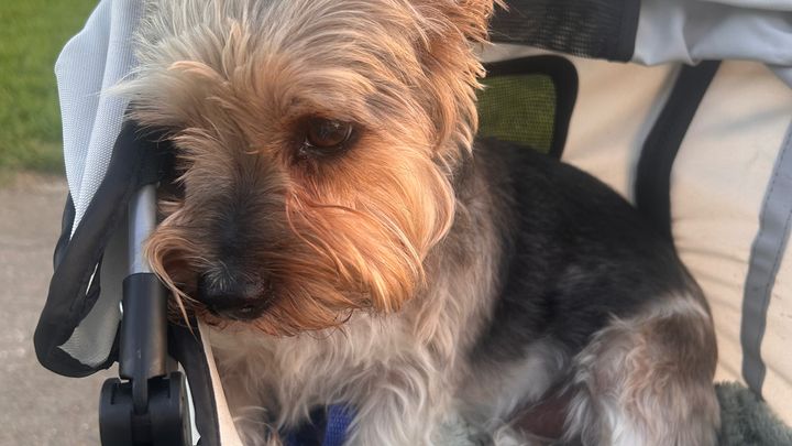     Help Save Jasper: Emergency Neurological Treatment Neede