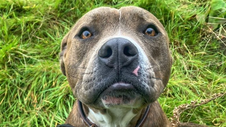 Please help Tony macaroni back onto his paws and giving hugs campaign photo, 1 of 7