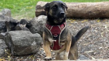 Jessyca Jacome Zaldumbide