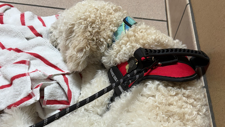 Help Krypto Get Life-Saving Surgery campaign photo, 1 of 6