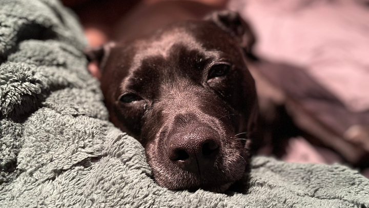 Help Moose with CCL Surgery campaign photo, 1 of 8