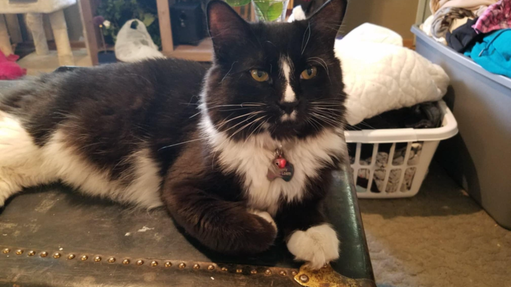 Support Emergency Surgery for ESA Kitty campaign photo, 1 of 6