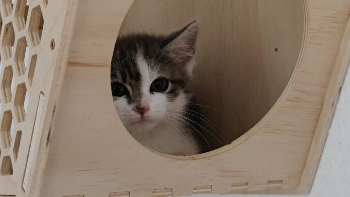 Katzen in Not - Tierarztpraxis aus RLP bittet um Hilfe ! campaign photo, 1 of 13