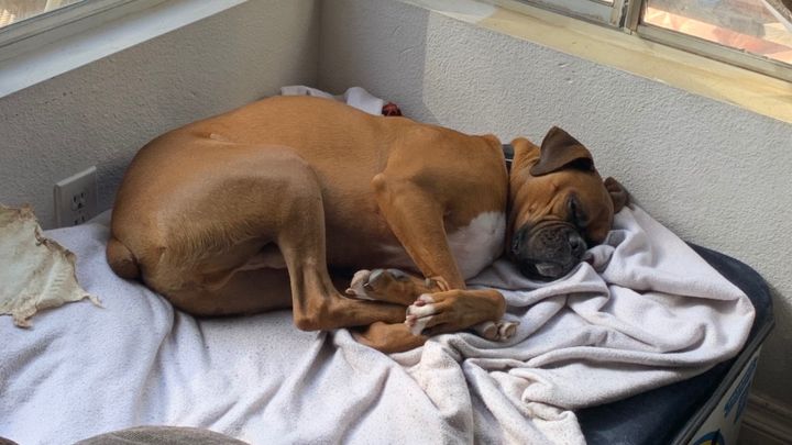 Help Us Bring Our Boxer to Italy campaign photo, 1 of 8