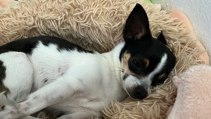 Help Smelly Ellie Mae Get Life Saving Care campaign photo, 1 of 8