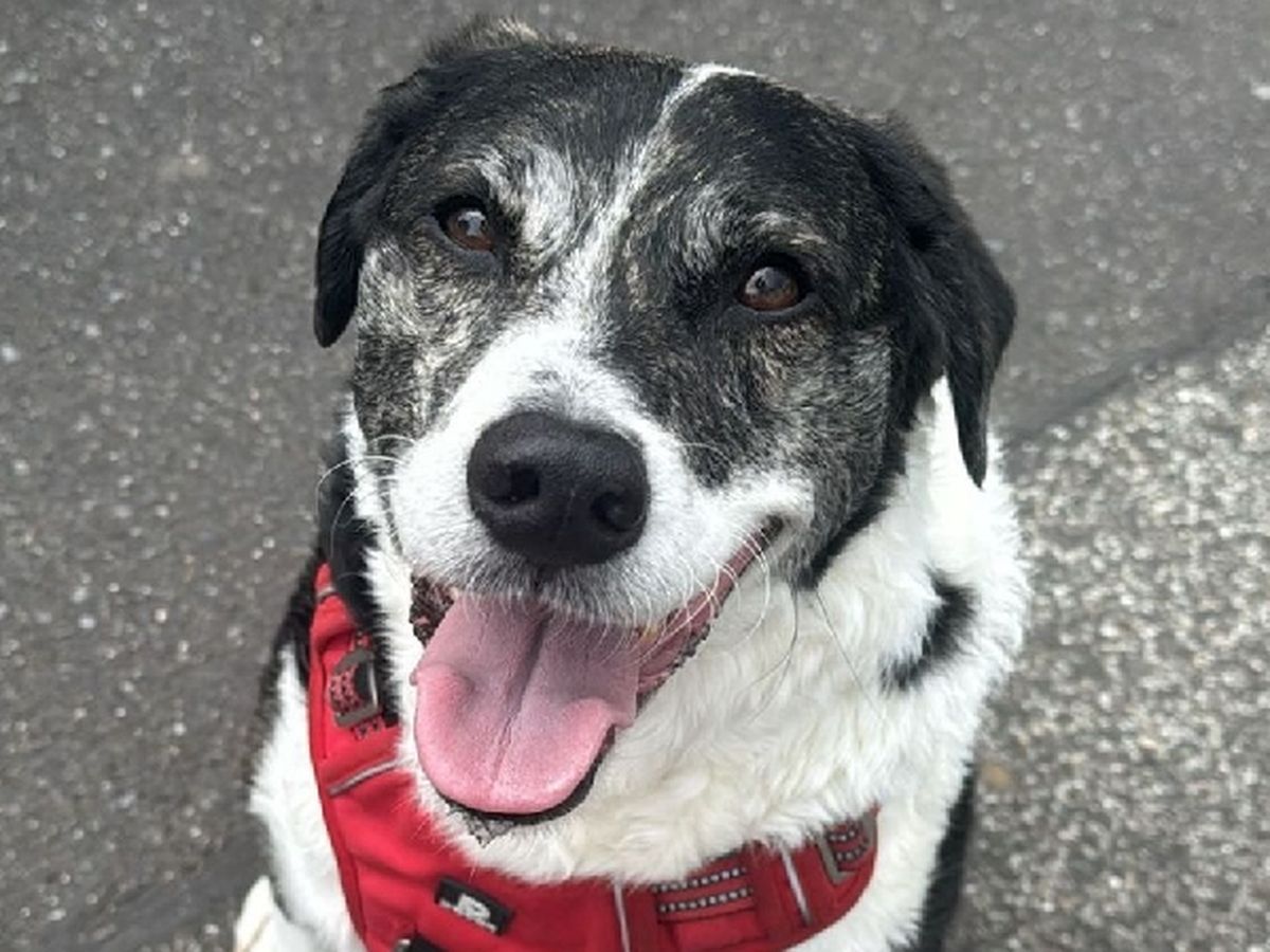 Angst bei Hunden - Verständnis statt Schuldzuweisung, image size:1200x900