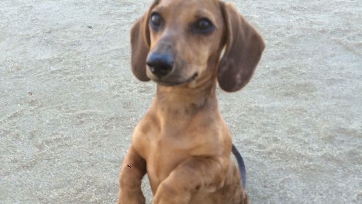 Main fundraiser photo