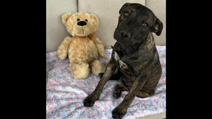 Help Us Help Cola Get Back on All Paws campaign photo, 1 of 8
