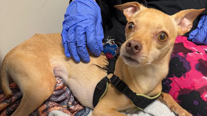 Help Phillip Save His Beloved Dog campaign photo, 1 of 3