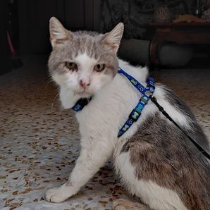 Gli SfiGatti  Di Soverato 