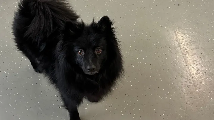 DRINGEND-sichere Ruheplätze für Hunde in unserer HuTa campaign photo, 1 of 7
