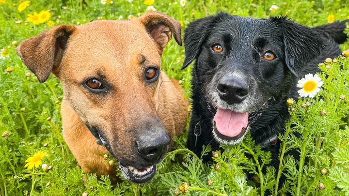 Foto della campagna Mia & Zola’s Fuzzy Friends Rescue, 1 di 3