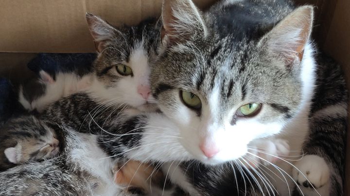 ＜BB.Kong＞STRAY CATS UNRELEASED DEMO Fundraiser by Lisa Morales : Help Moon Lake's Stray Cats: TNR & Care