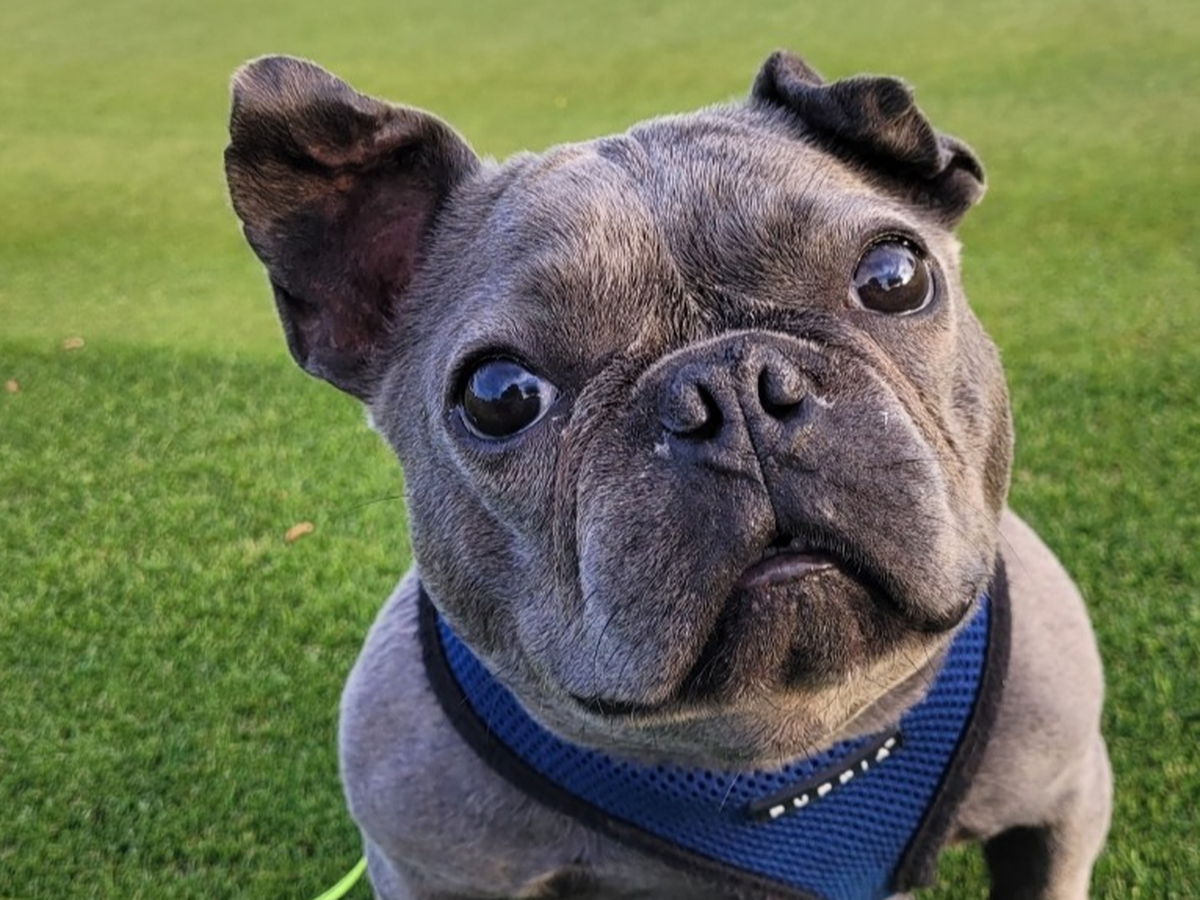 HELP SAVE BOGLIN'S LIFE! HE NEEDS YOUR HELP & HE'S WORTH IT! campaign photo, 1 of 8
