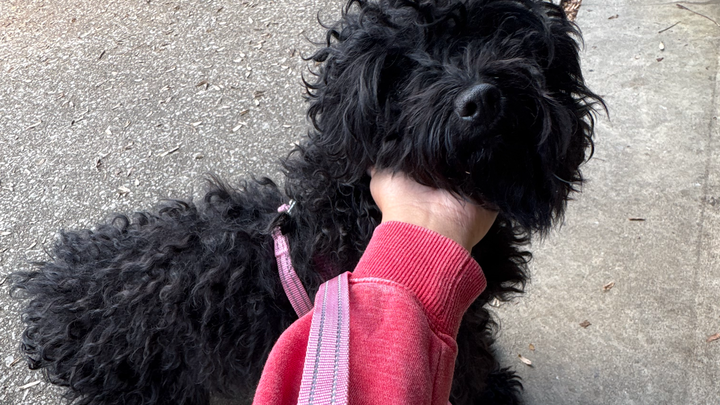Bringing Coco Parker Home to Texas campaign photo, 1 of 4