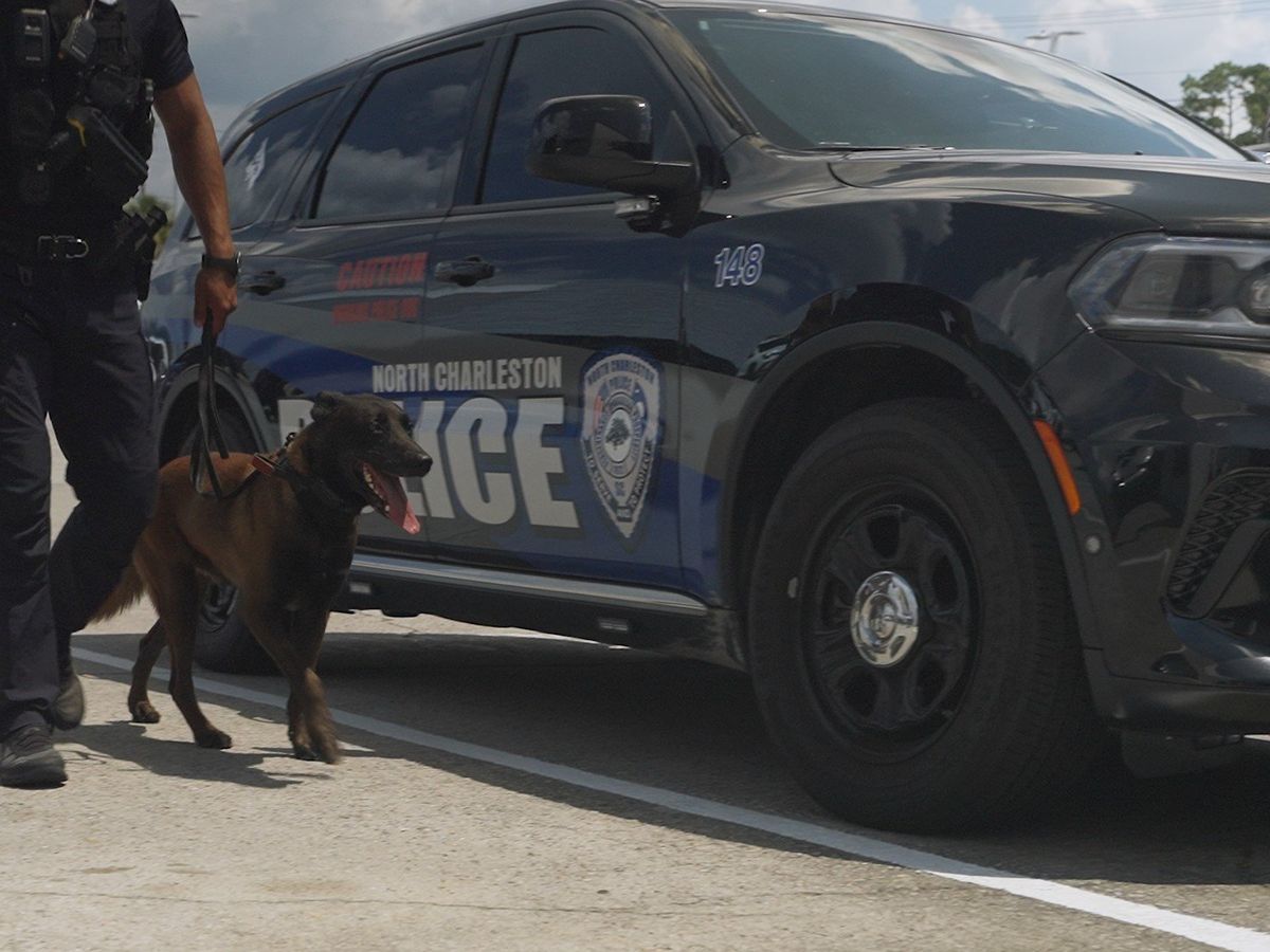Double your impact: Storm Vests for NCPD k9 unit campaign photo, 1 of 8