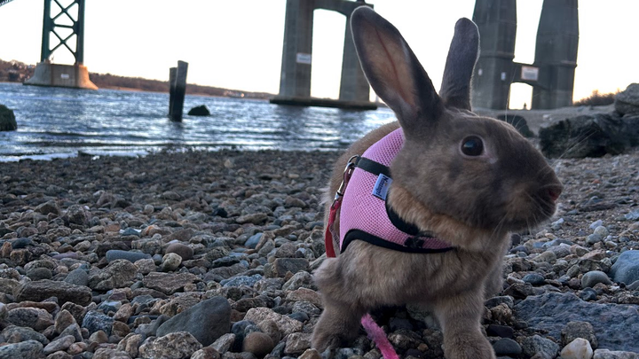 Help Bailey Get a Second Life-Saving Surgery campaign photo, 1 of 3