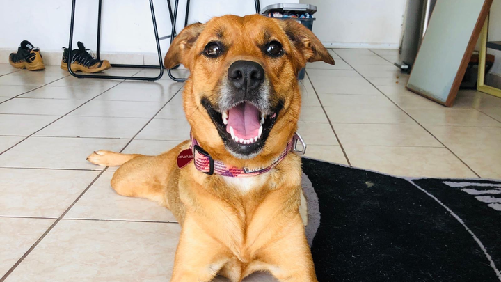 Ayuda a Salvar a Nala! Lucha contra la Anemia Hemolítica campaign photo, 1 of 8