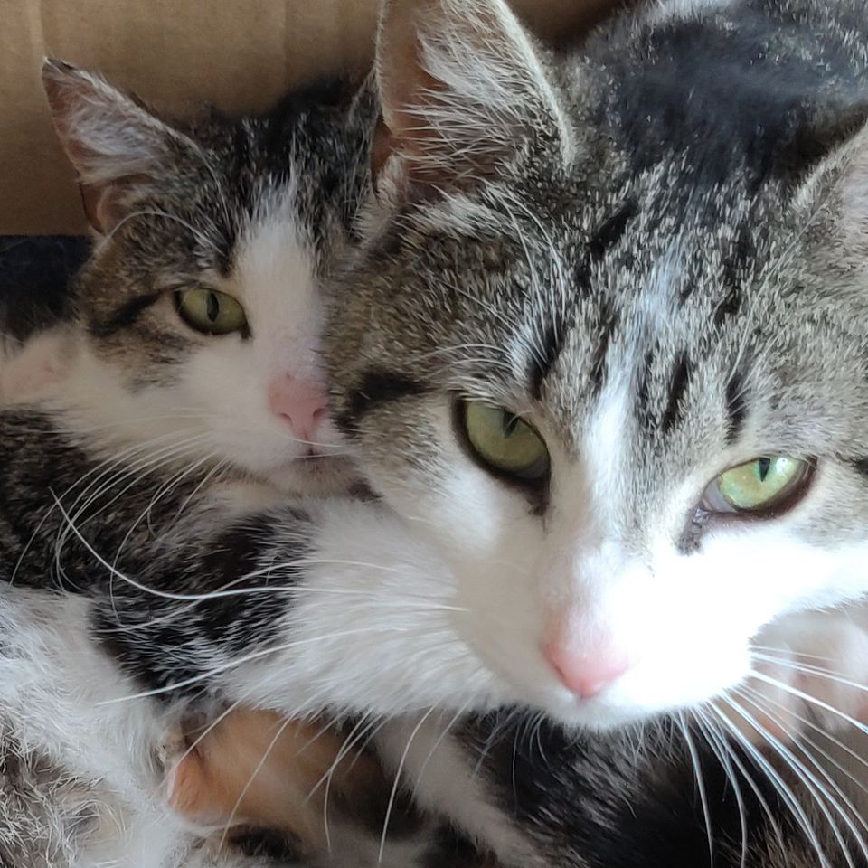 Fundraiser by Lisa Morales : Help Moon Lake's Stray Cats: TNR & Care