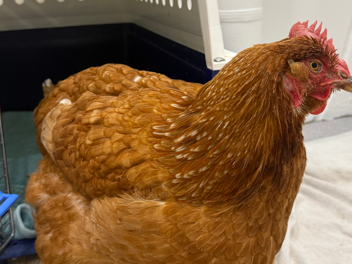 Reque Chicken Fundraiser by Brianna Thauer : Help Save Mika – My Rescue Chicken