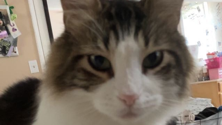 Help Binx Get Life-Saving Surgery campaign photo, 1 of 3
