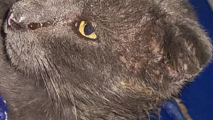 Help Raggedy Andy Get Vet Care campaign photo, 1 of 4