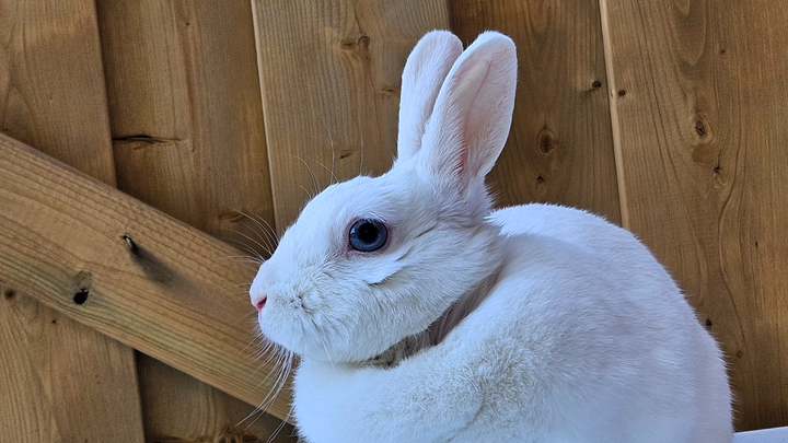 Mass removal for Blue ♡ 4 years old campaign photo, 1 of 5