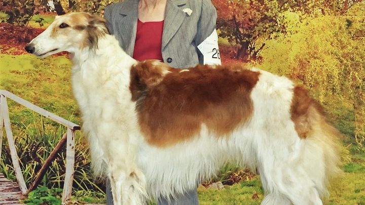 Help Susan’s Recovery and Dog Transport Costs
