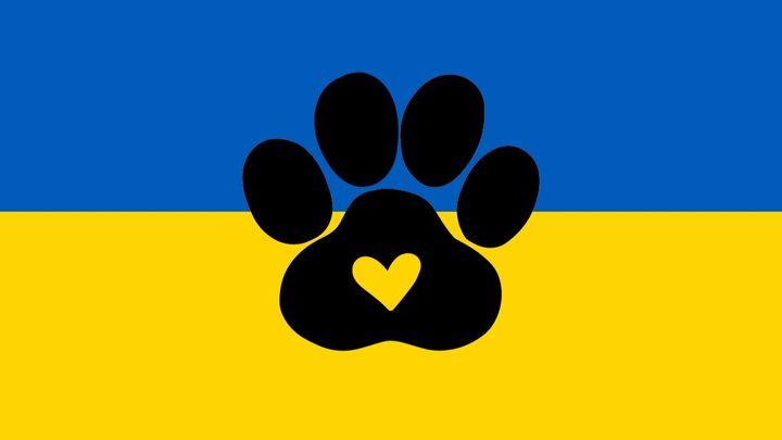 Help Rescue Kyiv's Displaced Animals campaign photo, 1 of 2