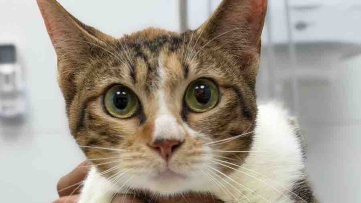 PLEASE HELP CALIS DUE FOSTER FEES campaign photo, 1 of 4