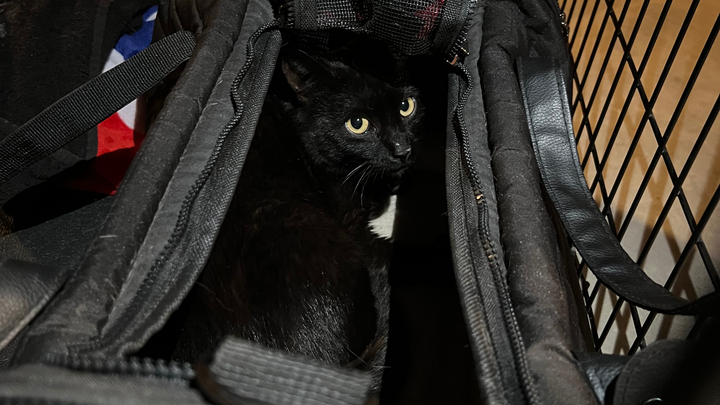 Help Pepper Get the Vet Care She Needs campaign photo, 1 of 3