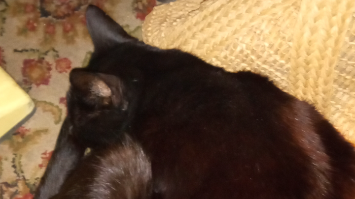 Help Rajah Get Urgent Vet Care campaign photo, 1 of 3