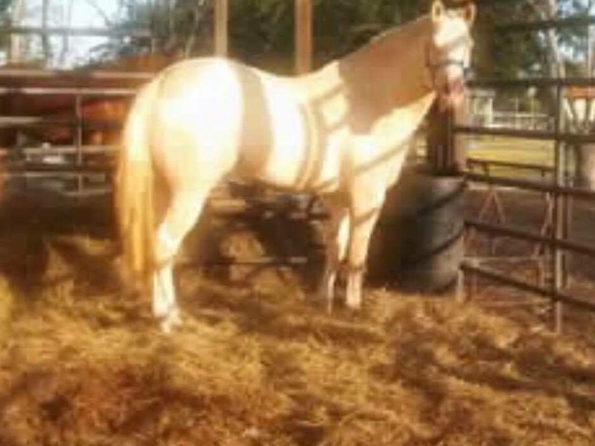 Barn fire Ranch needs help rebuilding campaign photo, 1 of 8
