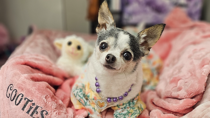 Help Cooties Get Life-Saving Surgery campaign photo, 1 of 3